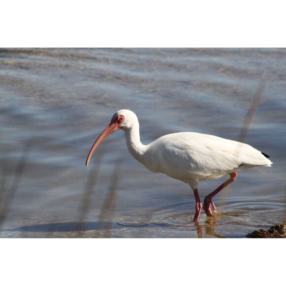 Canon EF 75-300mm f/4-5.6 III Telephoto Zoom Lens MINT - Picture 8 of 8